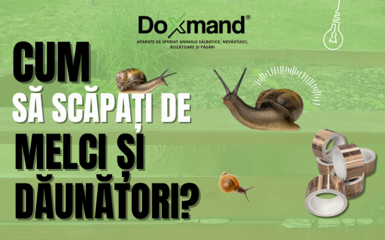 Cum să scăpați de melci și dăunători din grădina dumneavoastră: Soluții naturale și eficiente
